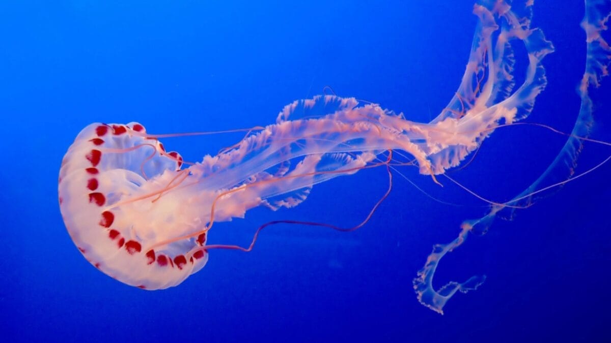 13 Oldest Animal Species Still Thriving in 2024 5 13 Oldest Animal Species Still Thriving in 2024 - Jellyfish dp19689071