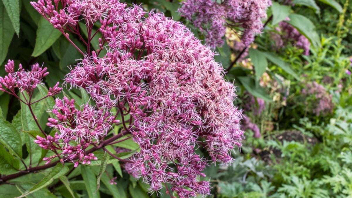Say Goodbye to Weeding: 14 Perennial Wildflowers for a Carefree Garden - Joe Pye Weed dp508348254