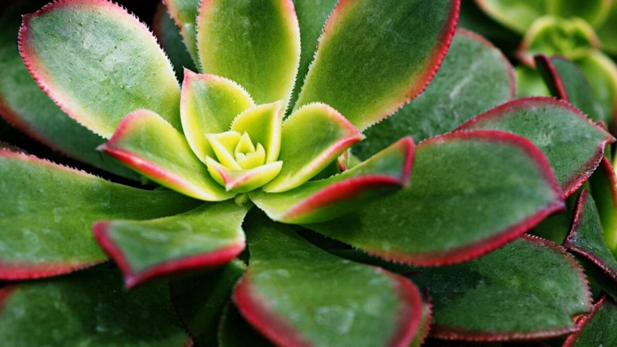 15 Stunning Succulents That Change Color 8 15 Stunning Succulents That Change Color - Kiwi dp646427786