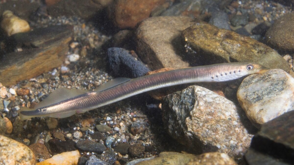 13 Oldest Animal Species Still Thriving in 2024 11 13 Oldest Animal Species Still Thriving in 2024 - Lamprey dp179388710