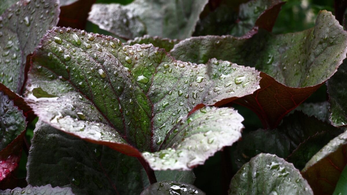 25 Hardy Outdoor Plants for Your Shady Garden Oasis 15 25 Hardy Outdoor Plants for Your Shady Garden Oasis - Ligularia Bold Foliage Bright Flowers dp271242030