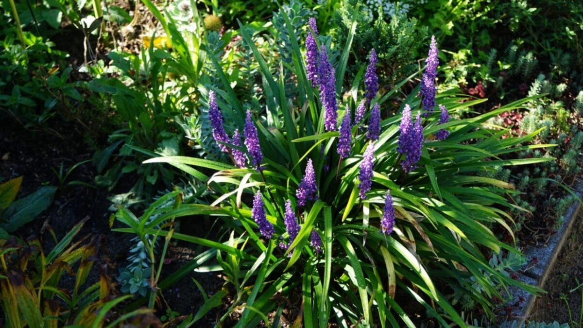 15 Stunning Flowering Bulbs & Tubers for Shady Backyards - Liriope Grass Like Texture dp690439150
