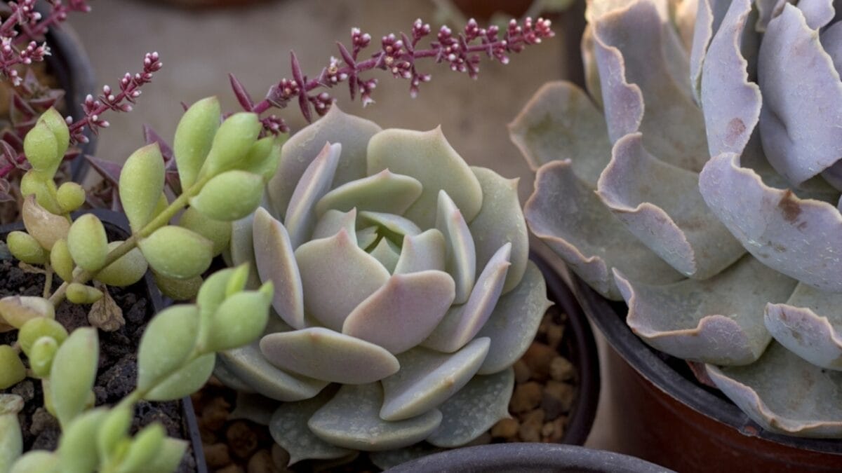 15 Stunning Succulents That Change Color 12 15 Stunning Succulents That Change Color - Lola ss2466547945