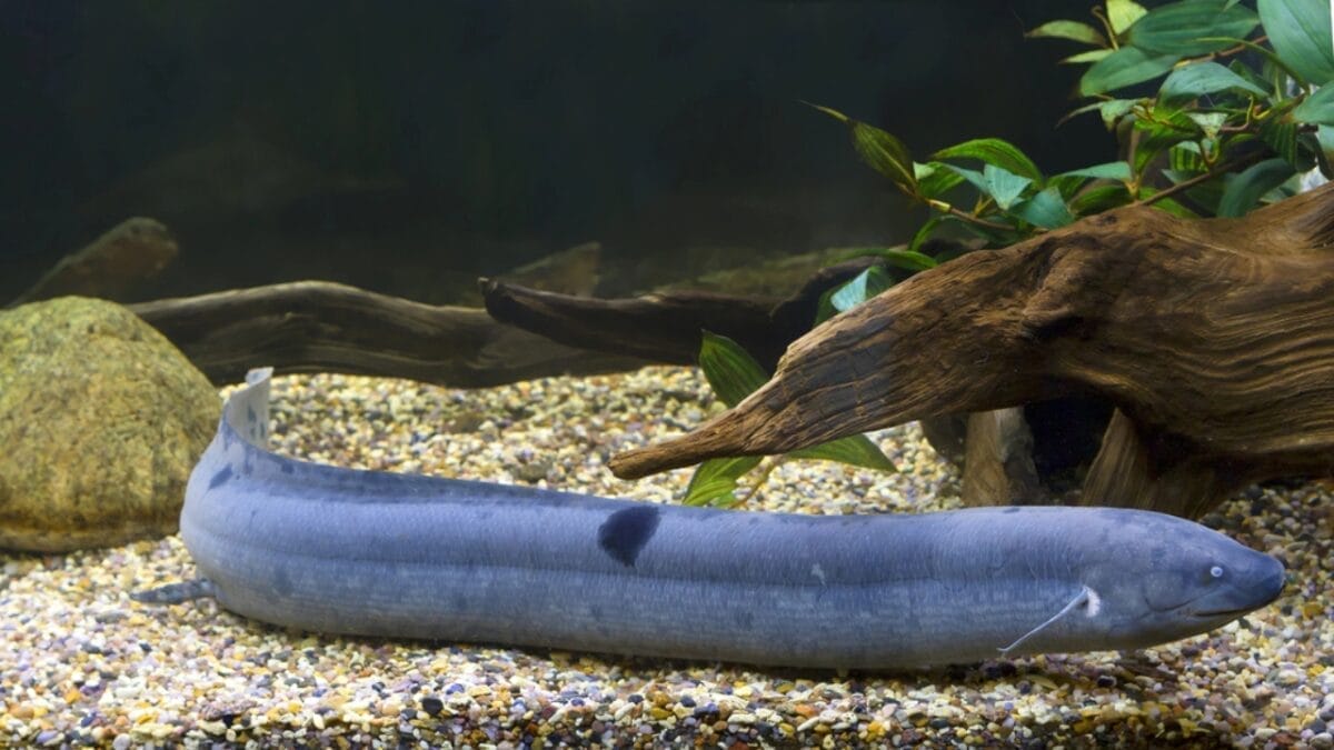Still Alive: 18 Species That Have Outlasted Mass Extinctions 12 Still Alive: 18 Species That Have Outlasted Mass Extinctions - Lungfish dp221342922