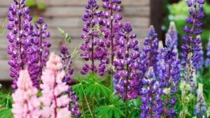 15 Flowering Plants You Should Never Deadhead 1 15 Flowering Plants You Should Never Deadhead - Lupine2 dp191133816