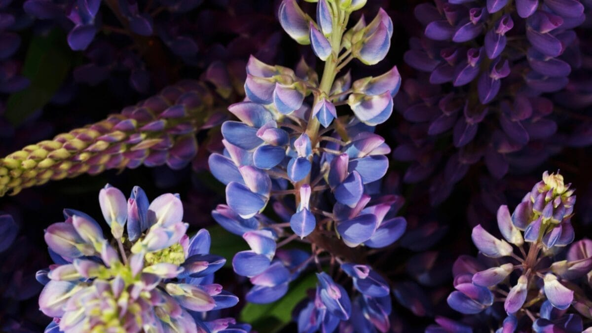 15 Flowering Plants You Should Never Deadhead 6 15 Flowering Plants You Should Never Deadhead - Lupine dp42441579