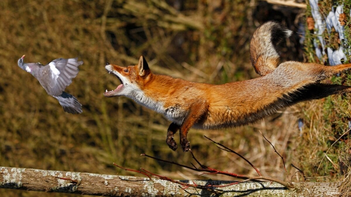 15 Facts About Red Foxes: Nature's Survivors 15 15 Facts About Red Foxes: Nature's Survivors - Magnetic Hunting dp353198816