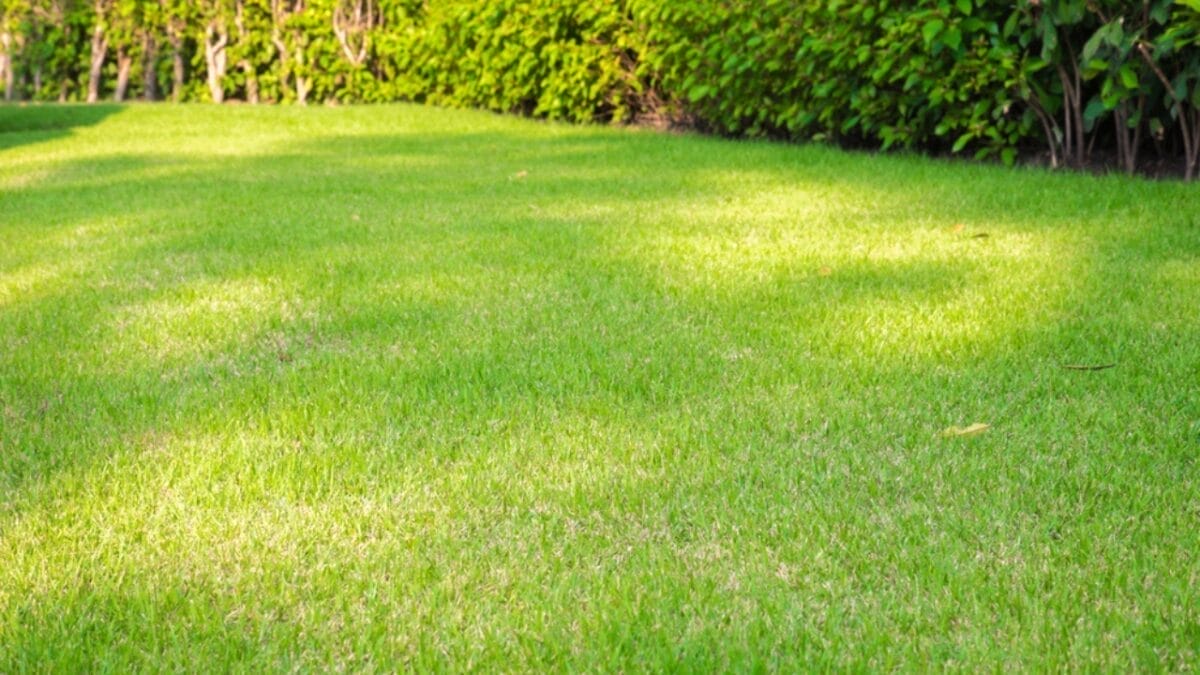 15 Tips to Banish Moss from Your Lawn 5 15 Tips to Banish Moss from Your Lawn - Maintain a Healthy Lush Lawn dp226939580