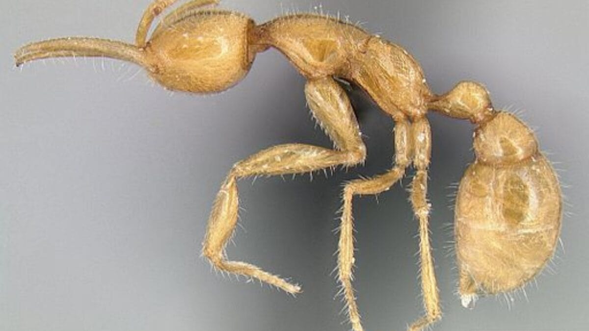 13 Oldest Animal Species Still Thriving in 2024 13 13 Oldest Animal Species Still Thriving in 2024 - Martialis Heureka Ant