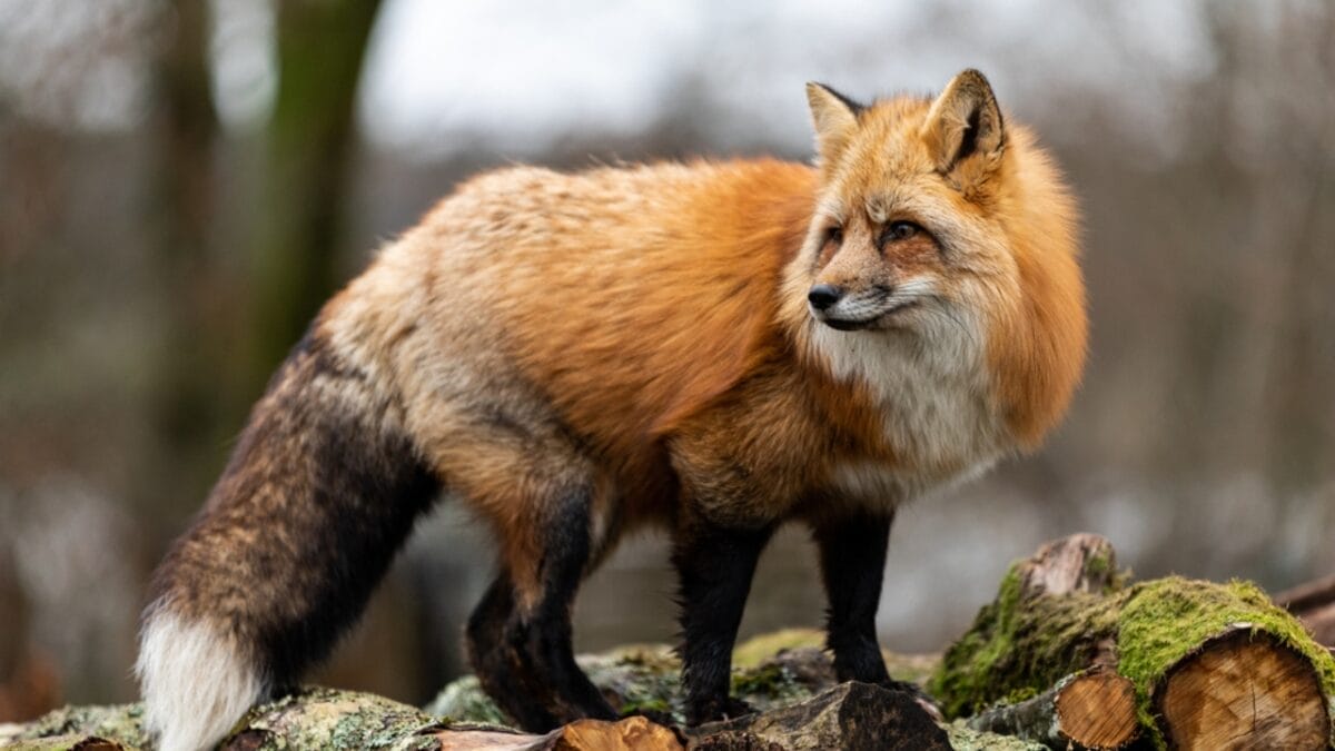 15 Facts About Red Foxes: Nature's Survivors 2 15 Facts About Red Foxes: Nature's Survivors - Masters of Adaptability dp348264956
