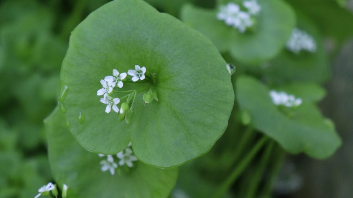 25 Edible Wild Greens to Forage for Your Next Meal 20 25 Edible Wild Greens to Forage for Your Next Meal - Miners Lettuce dp270818620