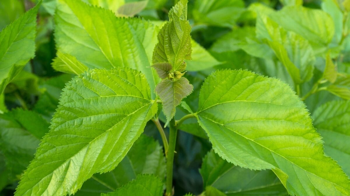 25 Edible Wild Greens to Forage for Your Next Meal 14 25 Edible Wild Greens to Forage for Your Next Meal - Mulberry Leaf dp49078909