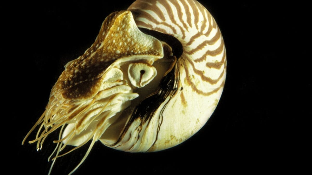 Still Alive: 18 Species That Have Outlasted Mass Extinctions 4 Still Alive: 18 Species That Have Outlasted Mass Extinctions - Nautilus dp353211248