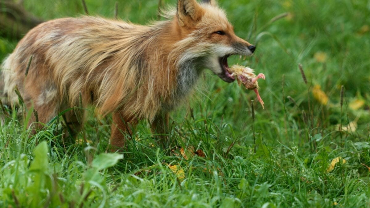15 Facts About Red Foxes: Nature's Survivors 4 15 Facts About Red Foxes: Nature's Survivors - Noctunal Hunters dp674968930