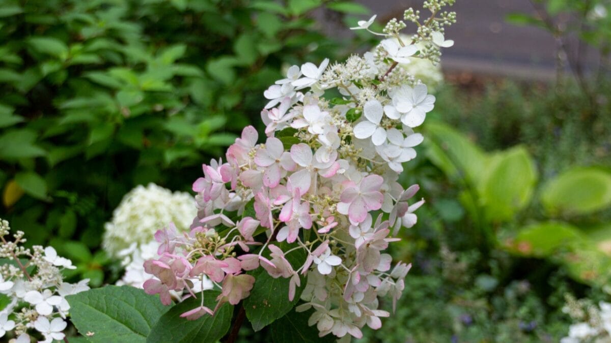 25 Hardy Outdoor Plants for Your Shady Garden Oasis 20 25 Hardy Outdoor Plants for Your Shady Garden Oasis - Oakleaf Hydrangea Shrub for Shade dp476255656