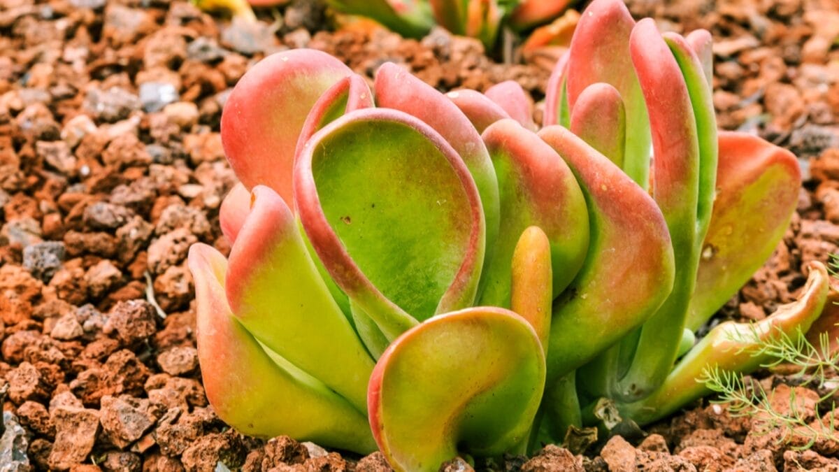 15 Stunning Succulents That Change Color 7 15 Stunning Succulents That Change Color - Paddle Plant dp467240358