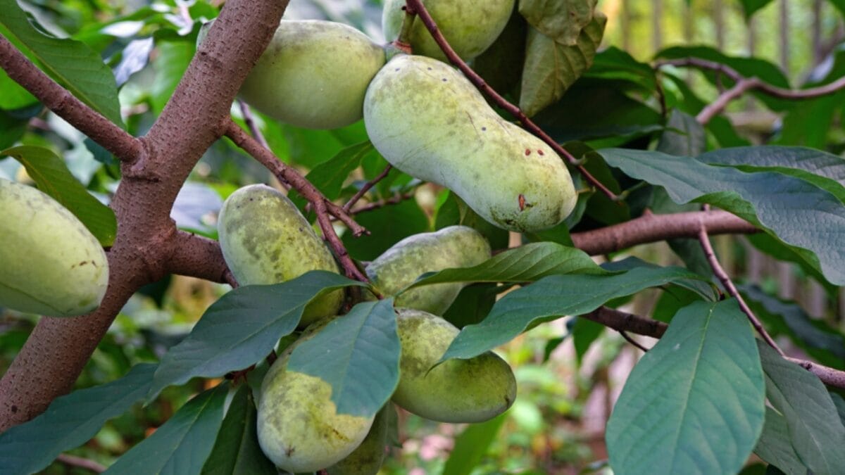 15 Wild Plants Civil War Soldiers Foraged to Survive 17 15 Wild Plants Civil War Soldiers Foraged to Survive - Pawpaw ss1183790629