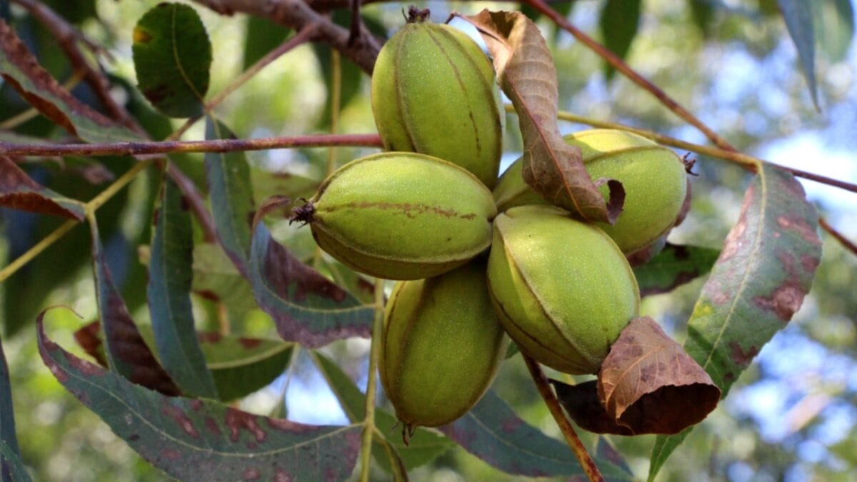 15 Wild Plants Civil War Soldiers Foraged to Survive 12 15 Wild Plants Civil War Soldiers Foraged to Survive - Pecans ss1612411396