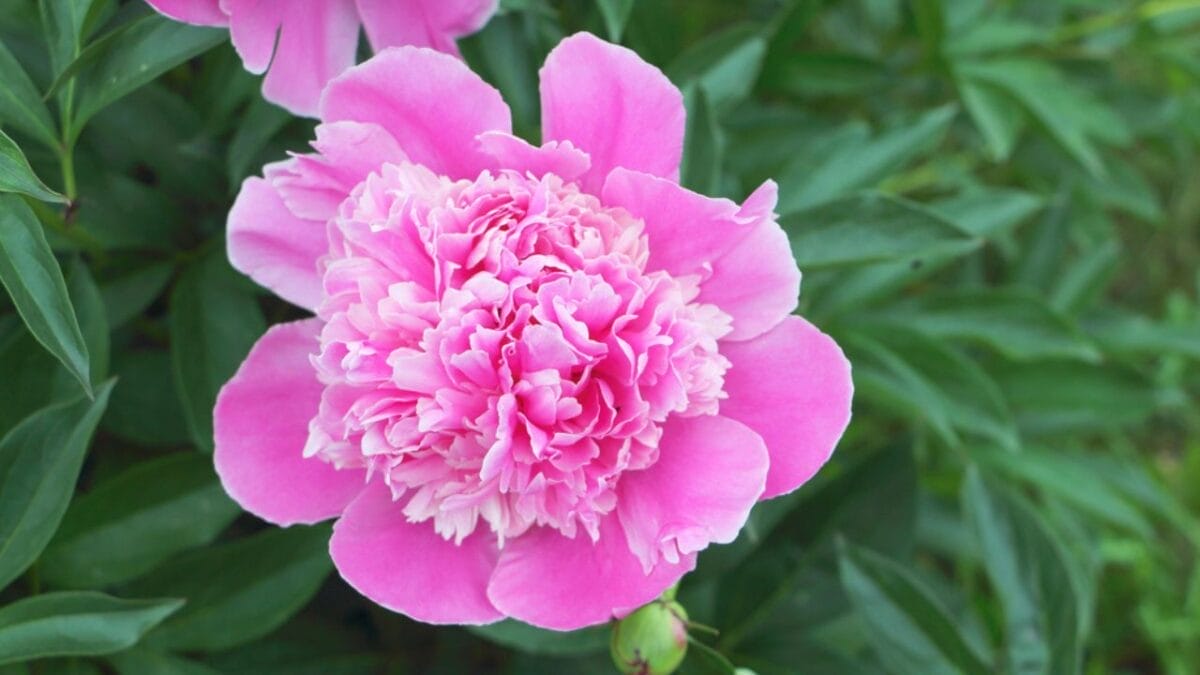 15 Gorgeous Pink Flowers That Add Color & Life to Any Garden 11 15 Gorgeous Pink Flowers That Add Color & Life to Any Garden - Peony dp249303424
