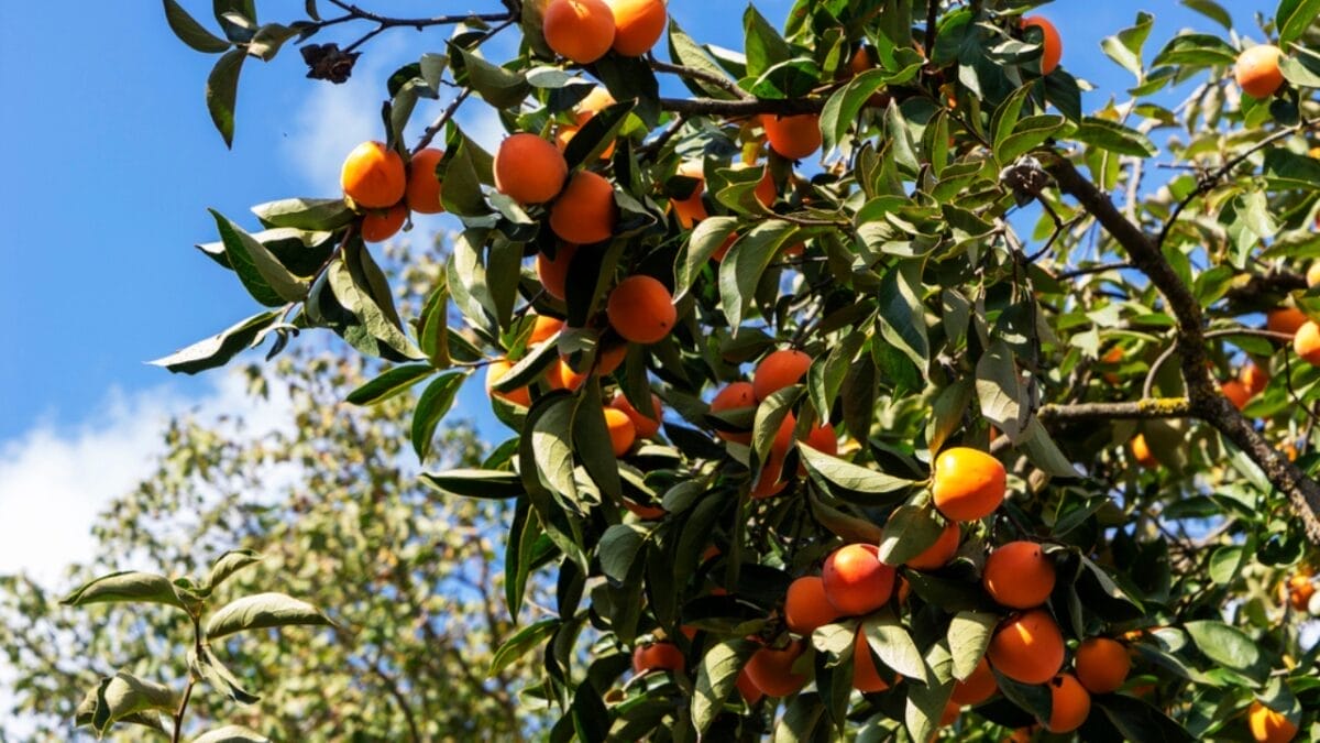 15 Wild Plants Civil War Soldiers Foraged to Survive 13 15 Wild Plants Civil War Soldiers Foraged to Survive - Persimmon dp326247722