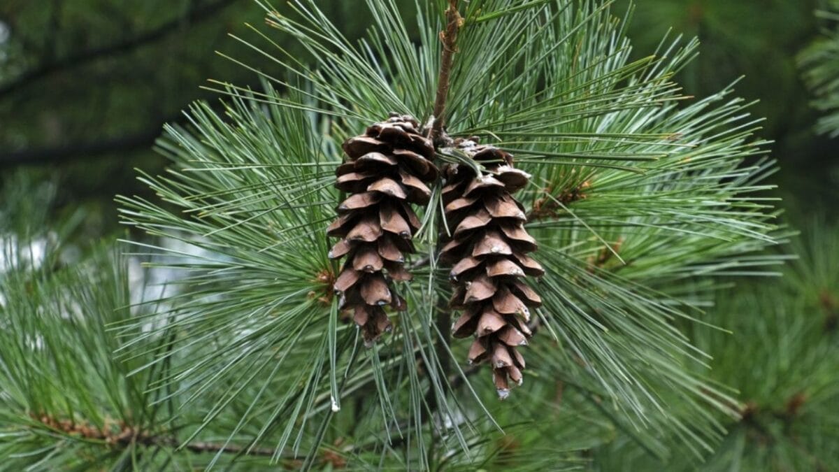 8 Reasons Gardening Pros Add Pinecones to Their Planters 9 8 Reasons Gardening Pros Add Pinecones to Their Planters - Pine Trees ss2384600451