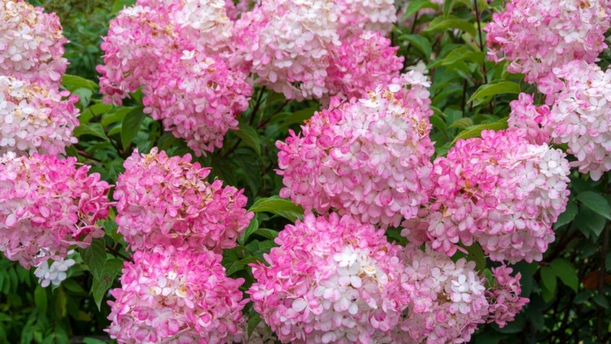Bring Your Hydrangeas Back to Life with These Easy, Simple Tips - Pink Diamond Hydrangea dp277873750