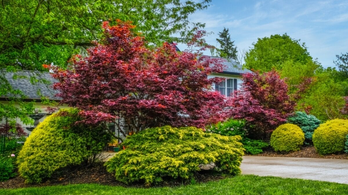 10 Landscaping Tricks Can Add Thousands to Your Home's Value 4 10 Landscaping Tricks Can Add Thousands to Your Home's Value - Plant Trees Strategically ss1779018335
