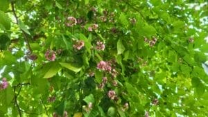 Florida's Shift from Citrus to Sustainable Indian Trees 1 Florida's Shift from Citrus to Sustainable Indian Trees - Pongamia pinnata s2455860319