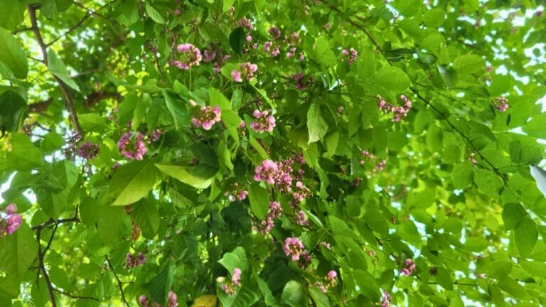 Florida's Shift from Citrus to Sustainable Indian Trees 4 Florida's Shift from Citrus to Sustainable Indian Trees - Pongamia pinnata s2455860319