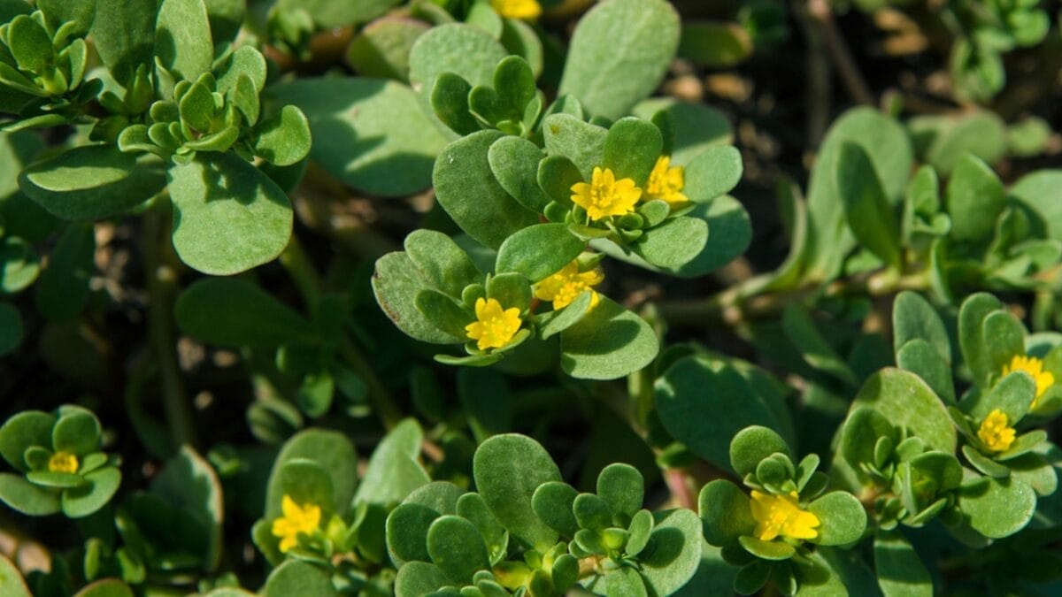 15 Plants Our Grandparents Ate to Survive the Great Depression - Purslane dp164732166
