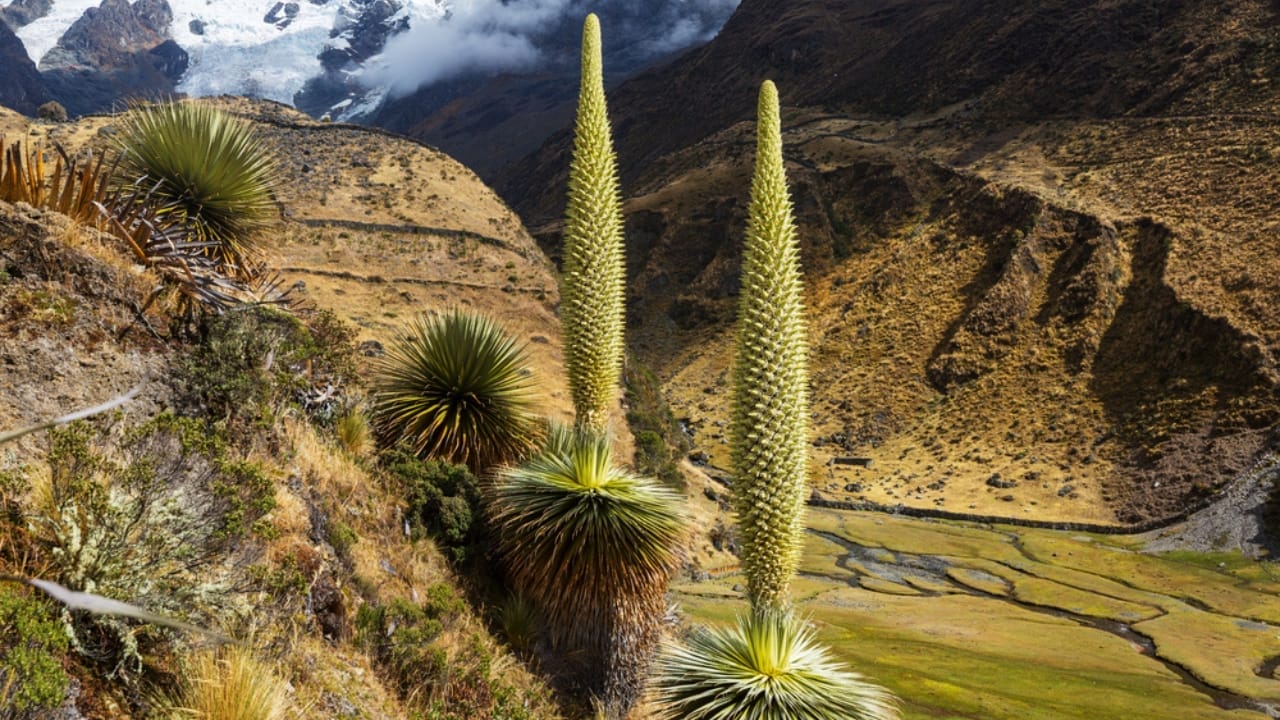 9 Plants That Wait a Lifetime to Bloom Once – And It's Usually Spectacular 4 9 Plants That Wait a Lifetime to Bloom Once – And It's Usually Spectacular - Queen of the Andes dp678833332