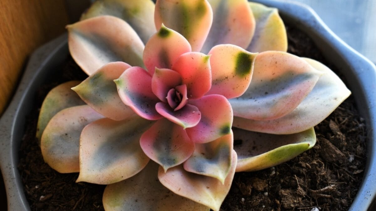 15 Stunning Succulents That Change Color 16 15 Stunning Succulents That Change Color - Rainbow ss2041529546