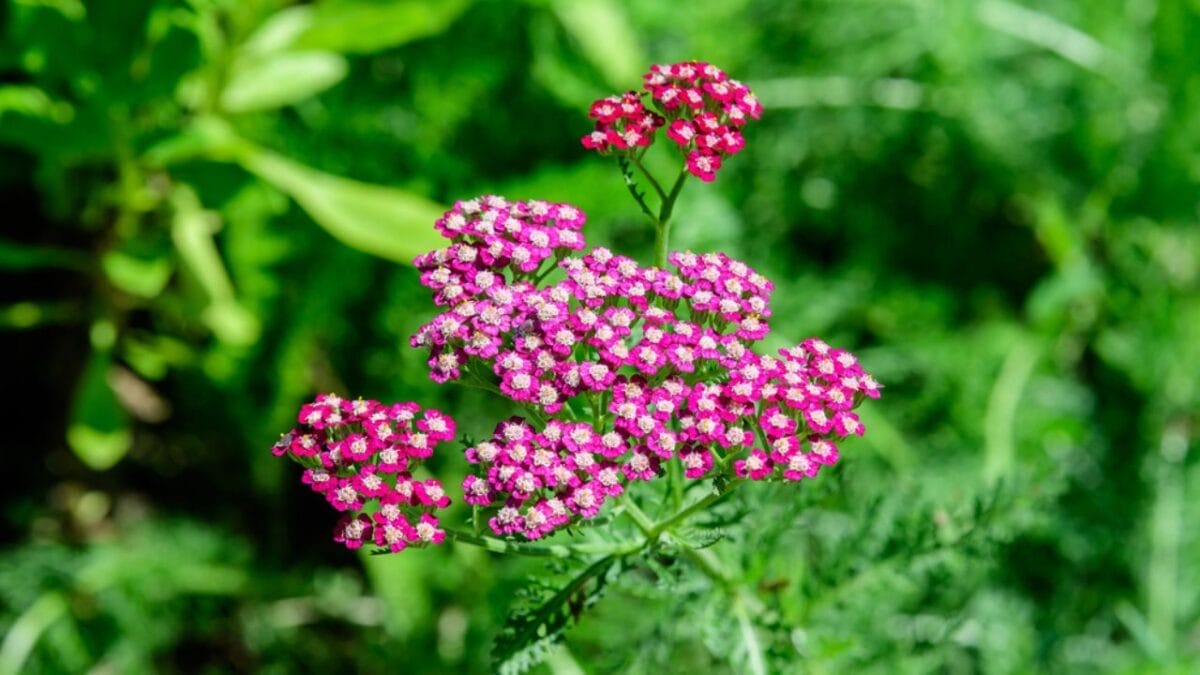 Say Goodbye to Weeding: 14 Perennial Wildflowers for a Carefree Garden - Red Velvet Yarrow 407500986