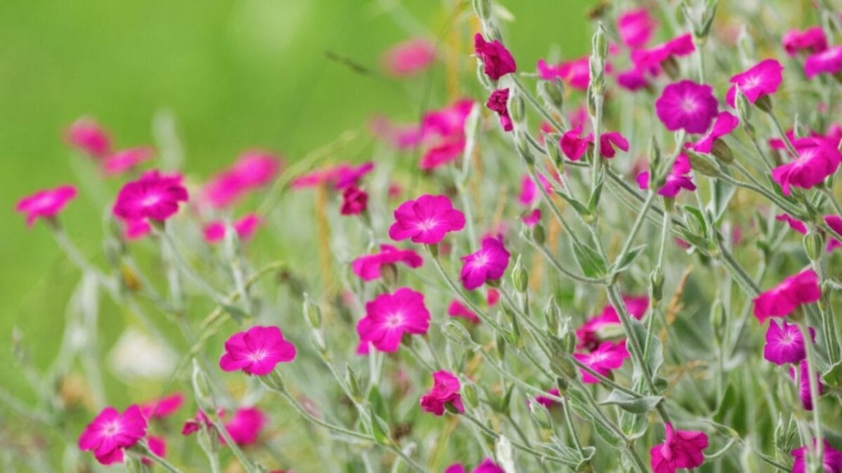 20 Elegant Pink Flowers You Need in Your Garden for That Timeless Touch 12 20 Elegant Pink Flowers You Need in Your Garden for That Timeless Touch - Rose Campion dp716427648