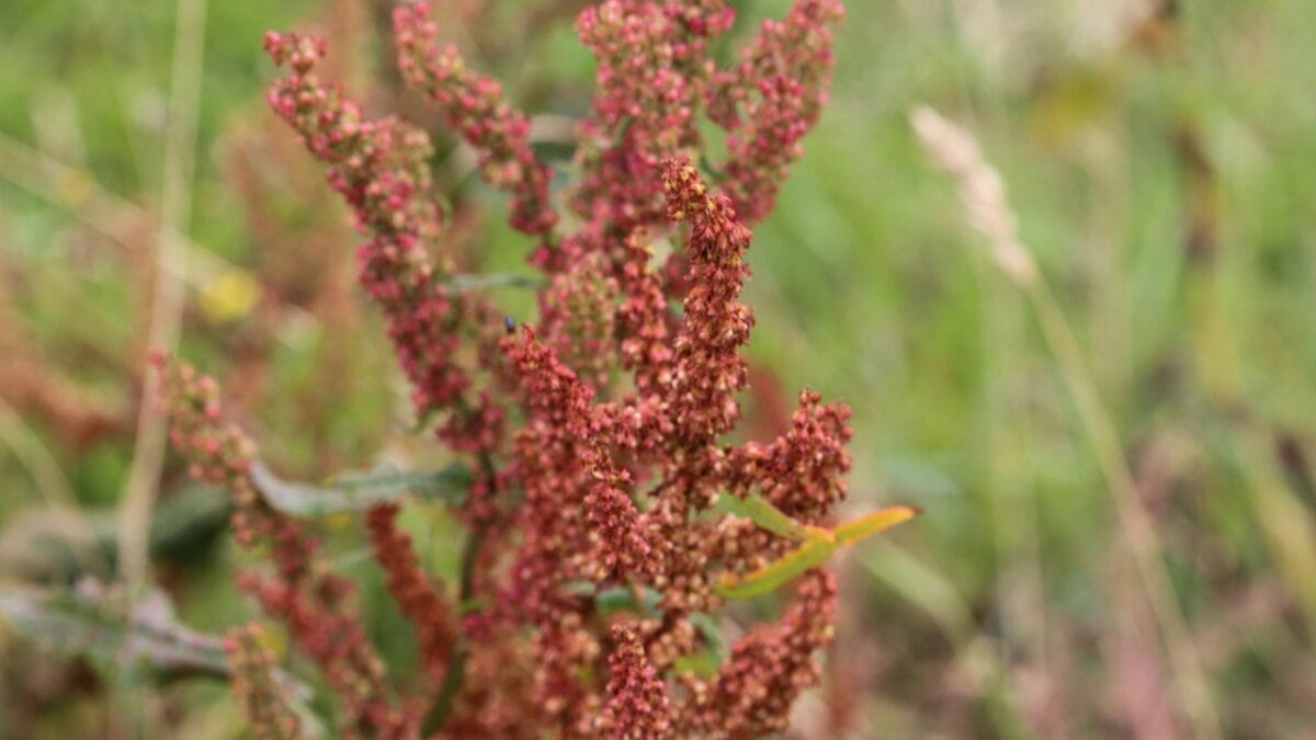 25 Edible Wild Greens to Forage for Your Next Meal 16 25 Edible Wild Greens to Forage for Your Next Meal - Sheep Sorrel dp286837304