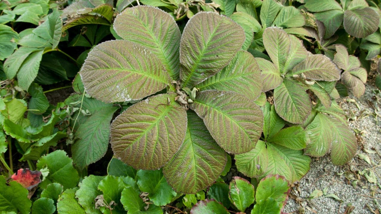 Bring the Tropics to Cold Climates with These 11 Exotic-Looking Plants 12 Bring the Tropics to Cold Climates with These 11 Exotic-Looking Plants - Shieldleaf Rodgers Flower dp8049721