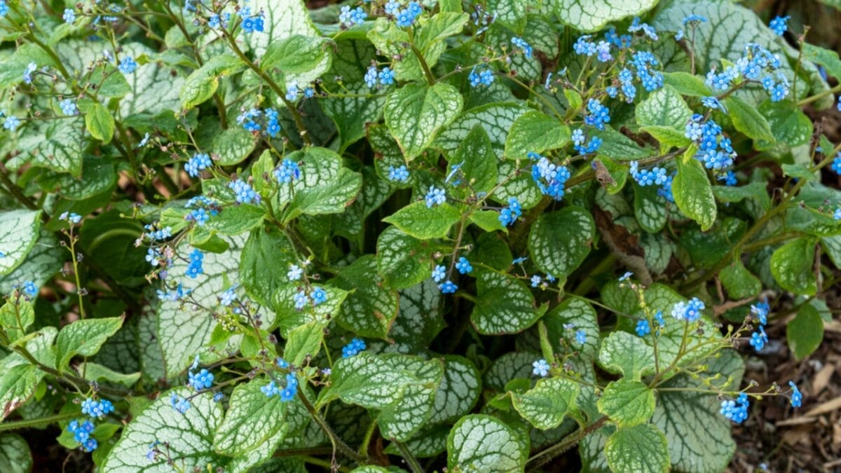 15 Shade-Loving Perennials That Naturally Eliminate Weeds 10 15 Shade-Loving Perennials That Naturally Eliminate Weeds - Siberian Bugloss Variegated Charm dp468082608