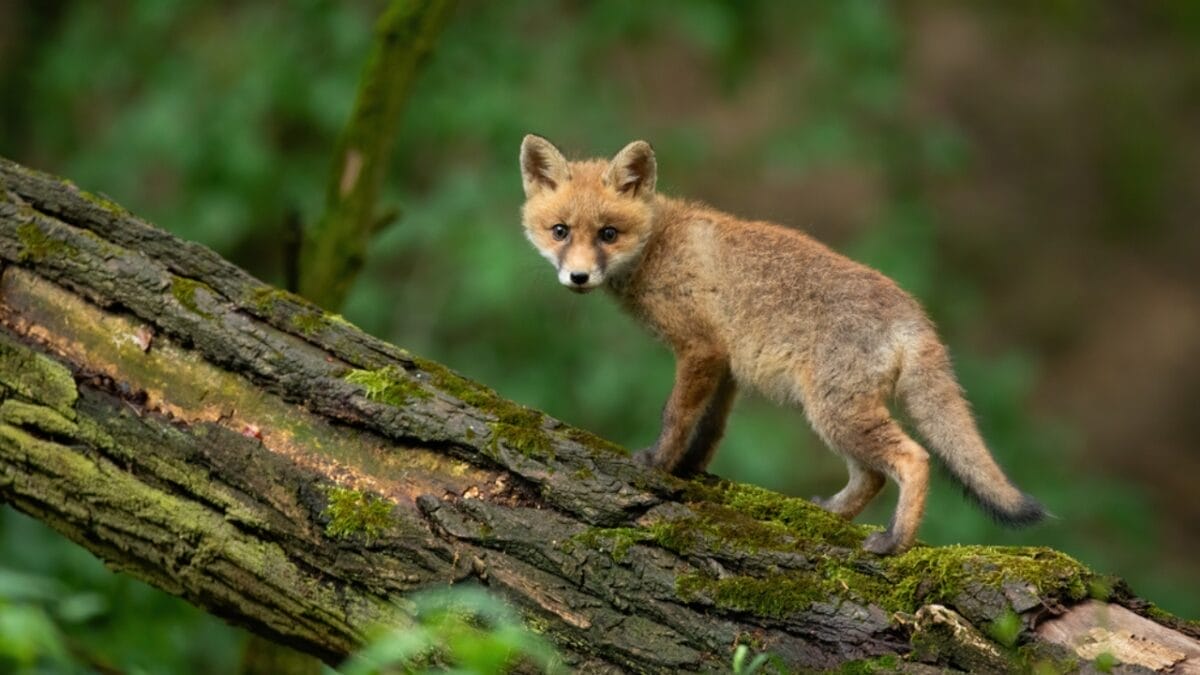 15 Facts About Red Foxes: Nature's Survivors 14 15 Facts About Red Foxes: Nature's Survivors - Skilled Tree Climbers dp444010090