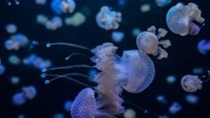 13 Oldest Animal Species Still Thriving in 2024 1 13 Oldest Animal Species Still Thriving in 2024 - Small Jelly Fish dp68537803