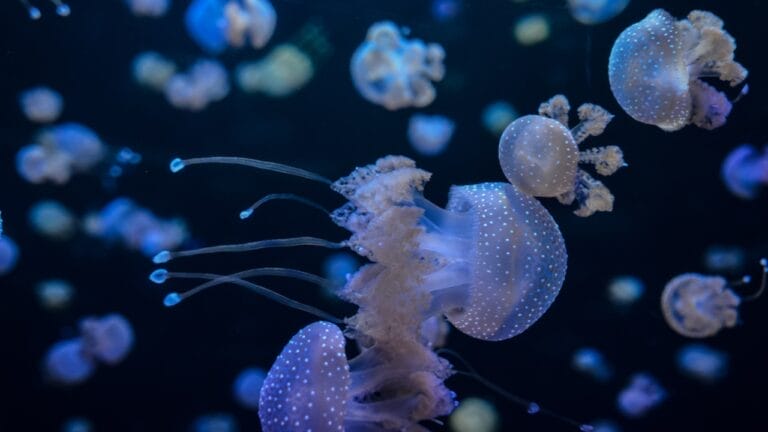 13 Oldest Animal Species Still Thriving in 2024 8 13 Oldest Animal Species Still Thriving in 2024 - Small Jelly Fish dp68537803