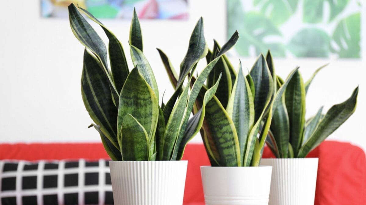 11 Houseplants You Can Forget About—No Fertilizer Needed - Snake Plant dp232372032