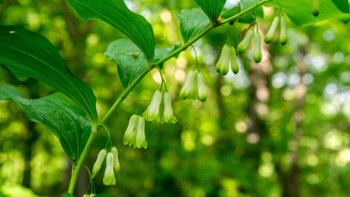 25 Hardy Outdoor Plants for Your Shady Garden Oasis 18 25 Hardy Outdoor Plants for Your Shady Garden Oasis - Solomons Seal Elegant Arching Stems dp231336966
