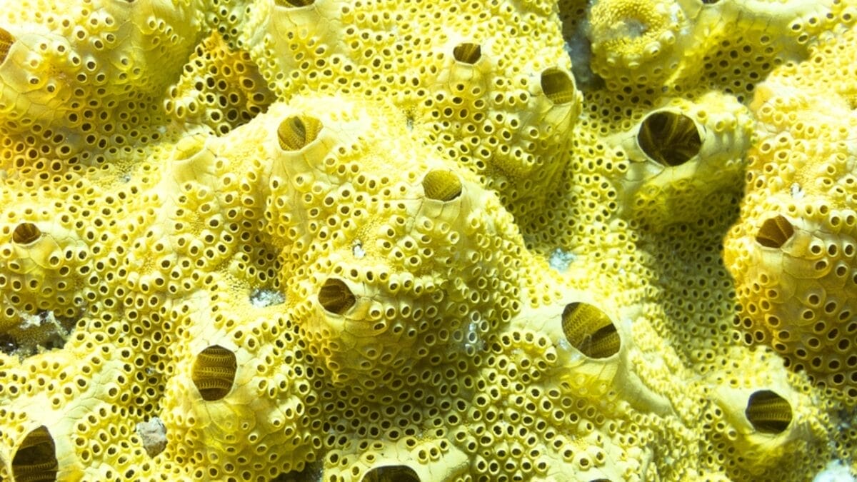 13 Oldest Animal Species Still Thriving in 2024 2 13 Oldest Animal Species Still Thriving in 2024 - Sponges dp127817214