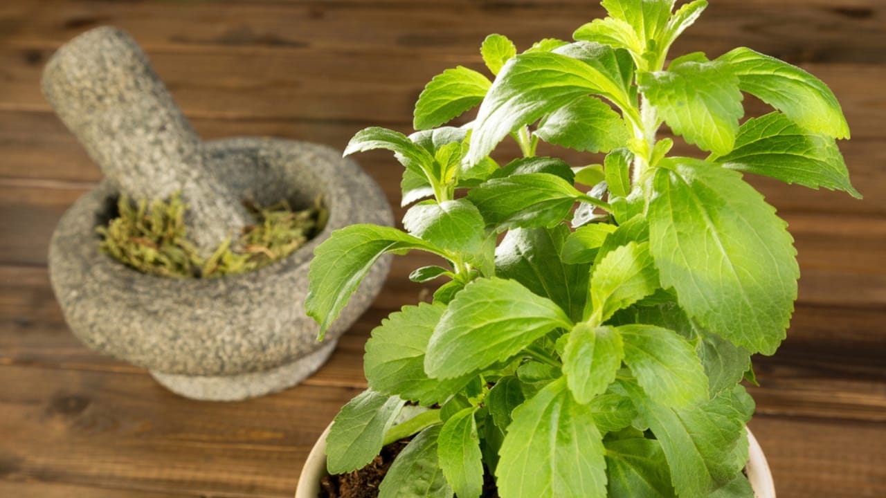 How to Grow & Extract Stevia at Home, Nature's Zero-Calorie Sweetener 3 How to Grow & Extract Stevia at Home, Nature's Zero-Calorie Sweetener - Stevia plants potted dp14857871