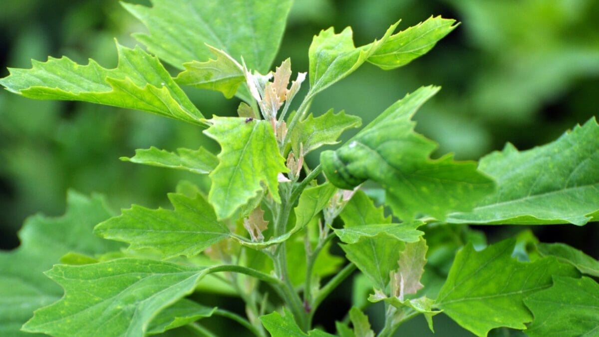 25 Edible Wild Greens to Forage for Your Next Meal 25 25 Edible Wild Greens to Forage for Your Next Meal - Strawberry Blite dp383105180