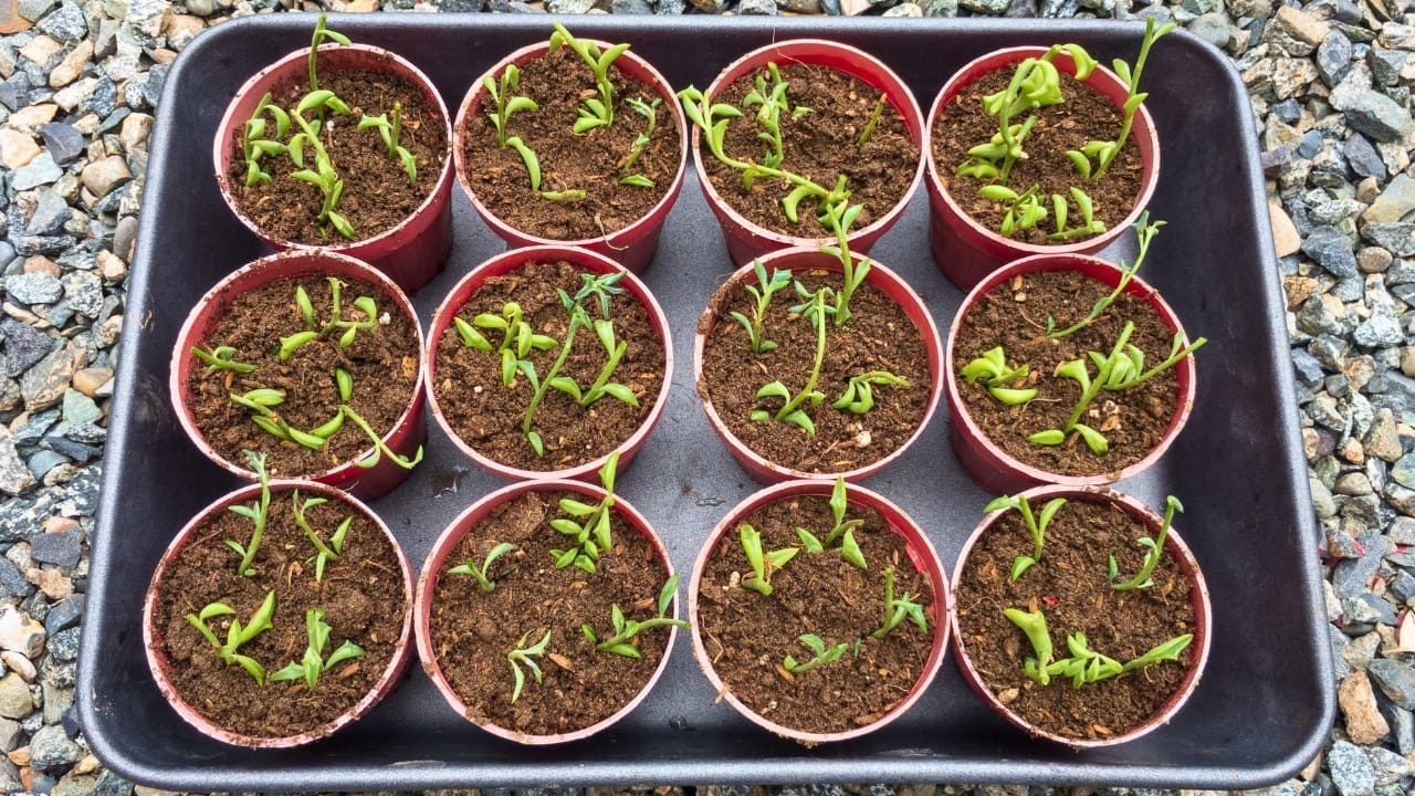 The Charming Dolphin-Shaped Plant Taking the Internet by Storm 6 The Charming Dolphin-Shaped Plant Taking the Internet by Storm - String of Dolphins plant ss2030866823