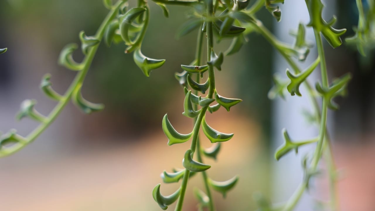 The Charming Dolphin-Shaped Plant Taking the Internet by Storm 7 The Charming Dolphin-Shaped Plant Taking the Internet by Storm - String of Dolphins plant ss2034717632