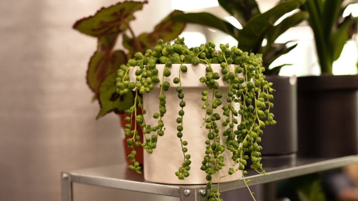 11 Succulents That are a Breeze for Beginners to Grow 9 11 Succulents That are a Breeze for Beginners to Grow - String of Pearl dp563238268