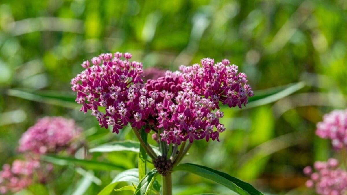 15 Plants That Keep Weeds Out & Pollinators In - Swamp Milkweed ss2375311059