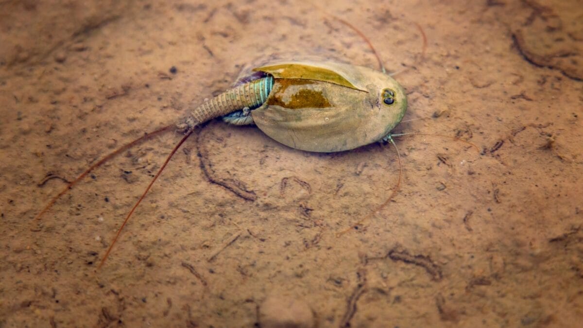 Still Alive: 18 Species That Have Outlasted Mass Extinctions 11 Still Alive: 18 Species That Have Outlasted Mass Extinctions - Tadpole Shrimp dp549004244